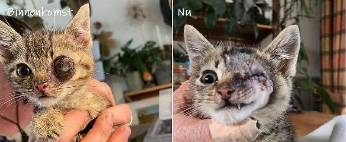 Kattenpraat