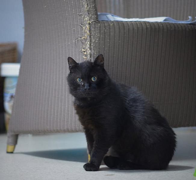 Kattenpraat