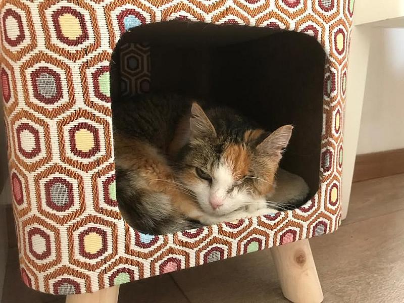 Kattenpraat