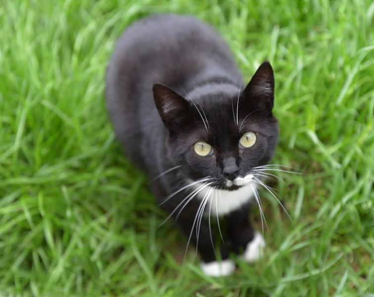 Kattenpraat