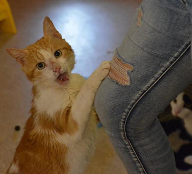 Kattenpraat