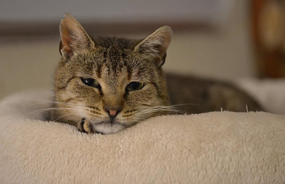 Kattenpraat