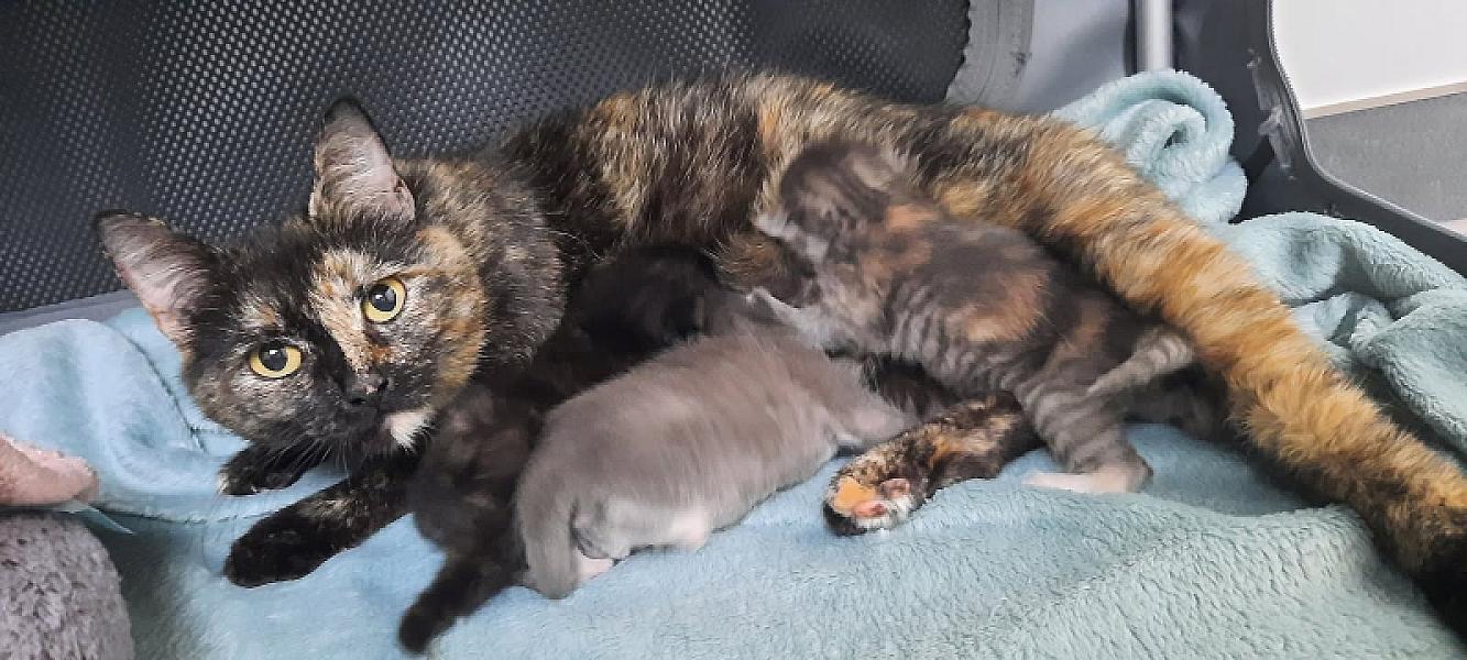 Kattenpraat