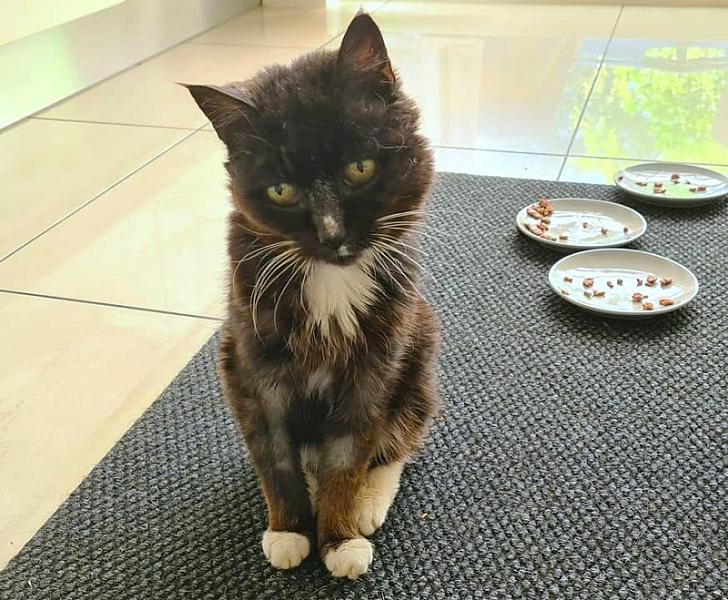 Kattenpraat