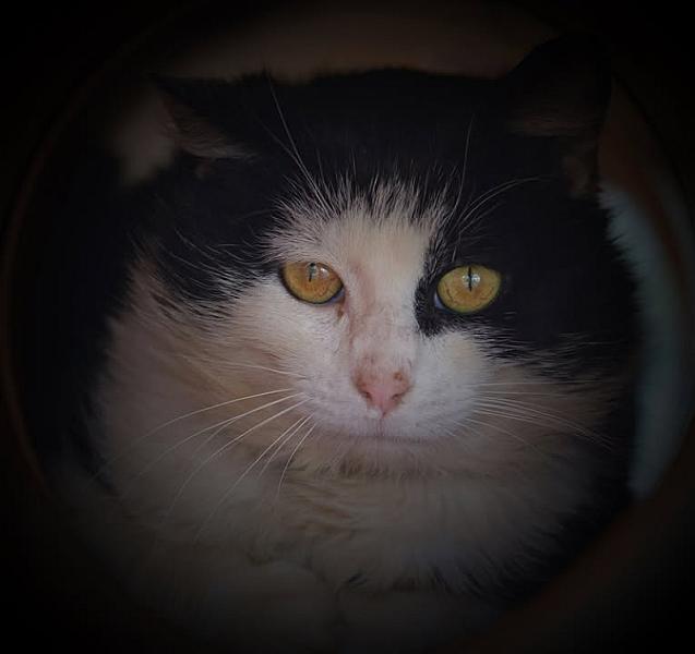 Kattenpraat