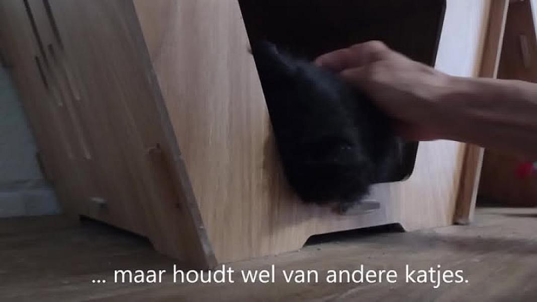 Kattenpraat