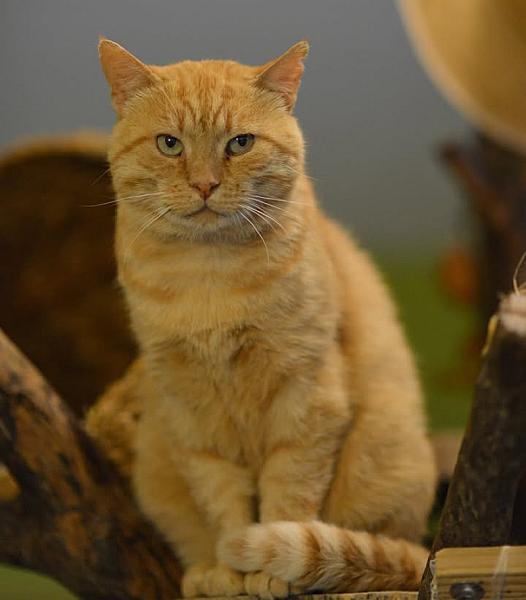 Kattenpraat