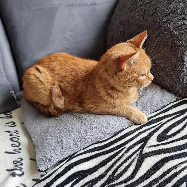 Kattenpraat