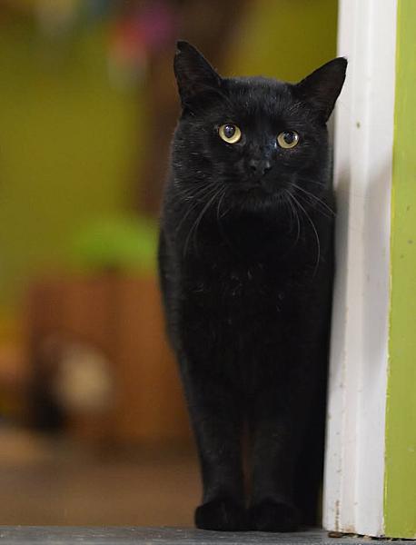 Kattenpraat