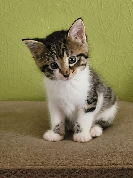 Kattenpraat
