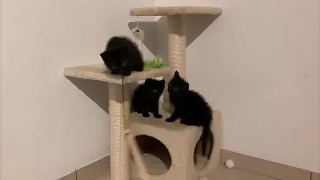 Kattenpraat