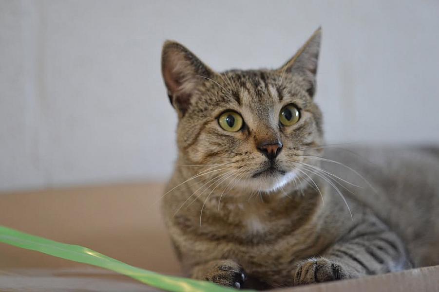 Kattenpraat