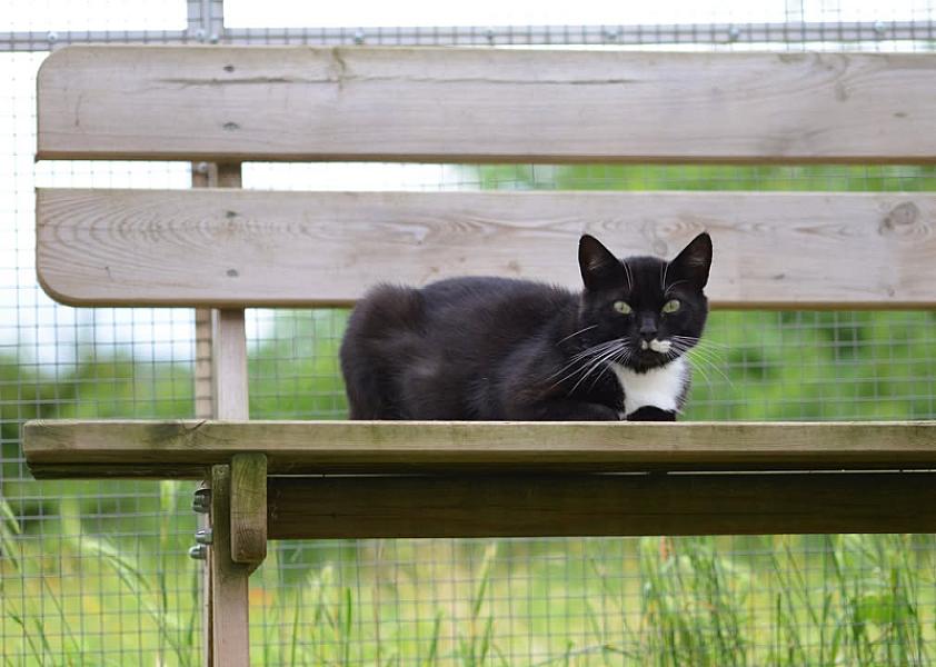 Kattenpraat
