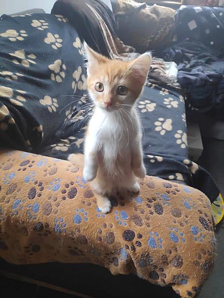 Kattenpraat