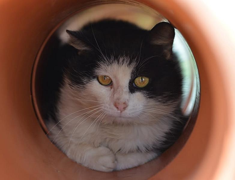 Kattenpraat
