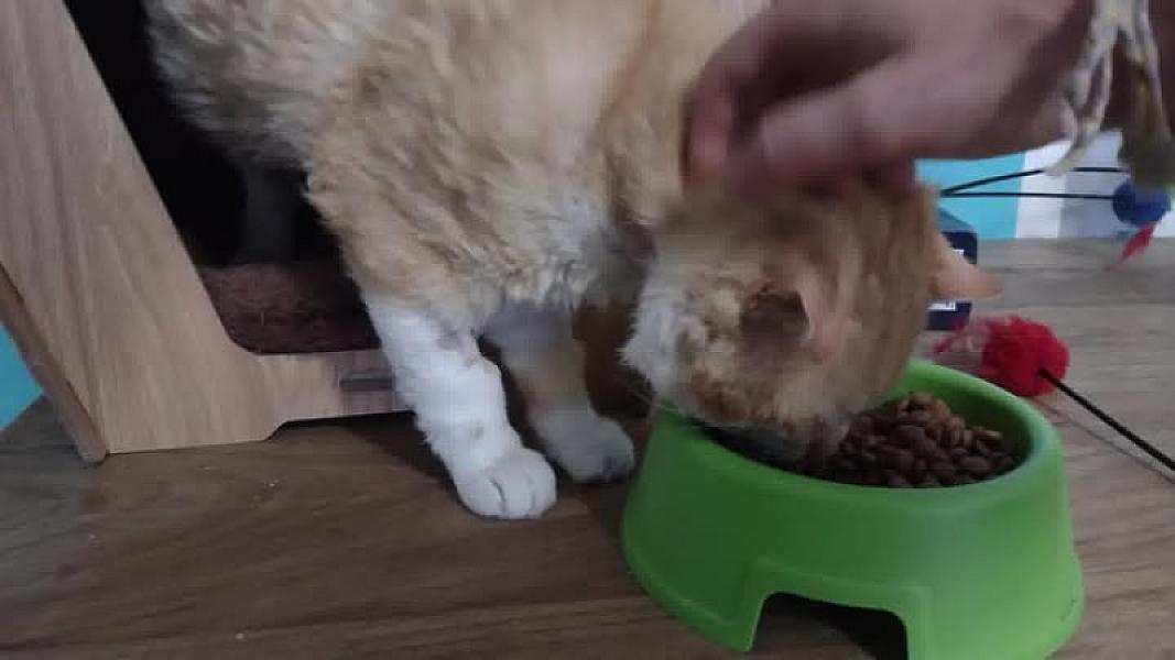 Kattenpraat
