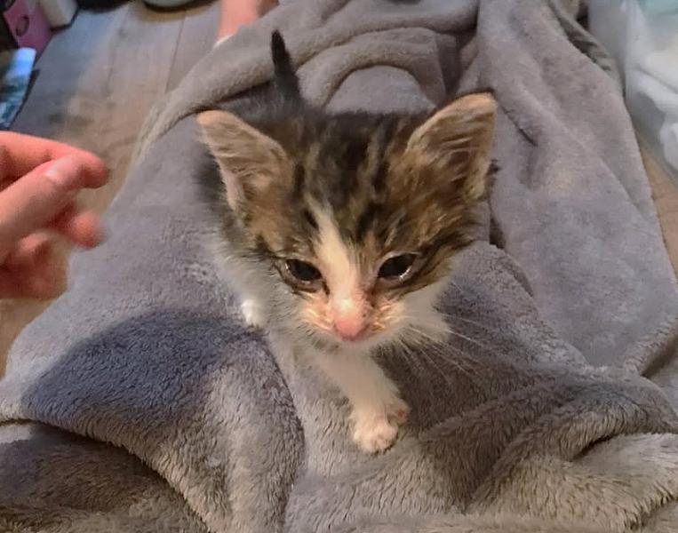 Kattenpraat