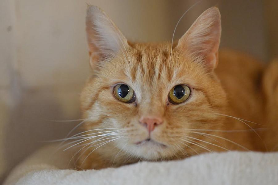 Kattenpraat