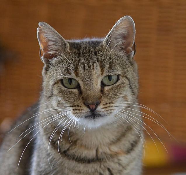 Kattenpraat