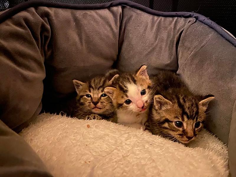 Kattenpraat
