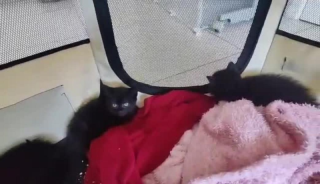 Kattenpraat