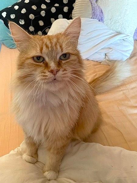 Kattenpraat