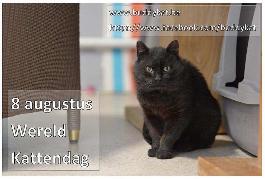 Kattenpraat
