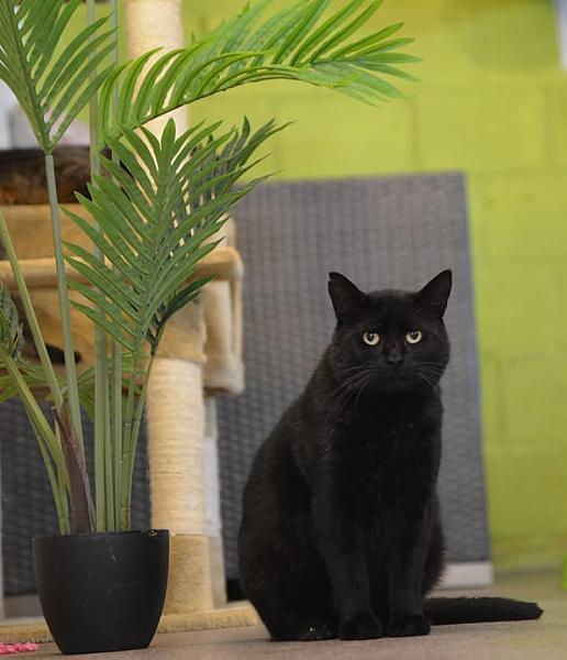 Kattenpraat
