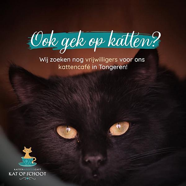 Kattenpraat