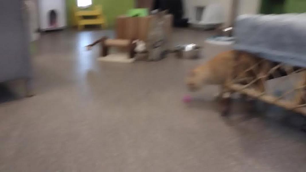 Kattenpraat
