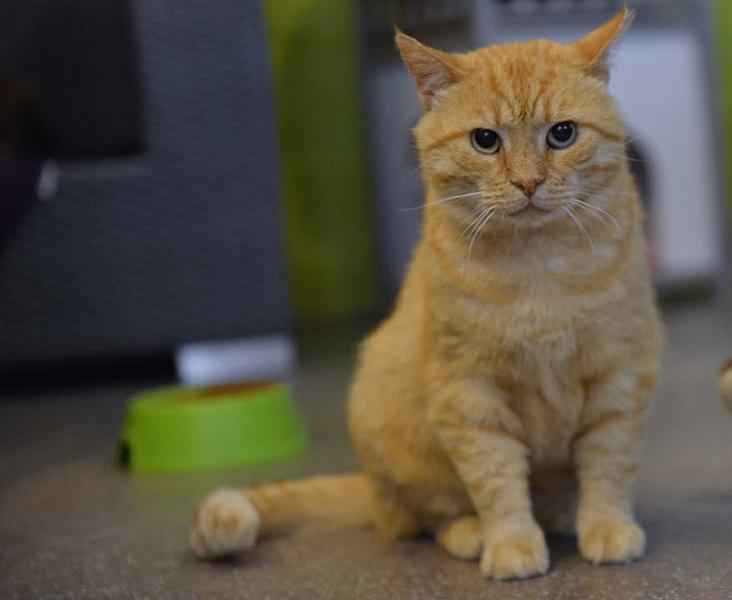 Kattenpraat