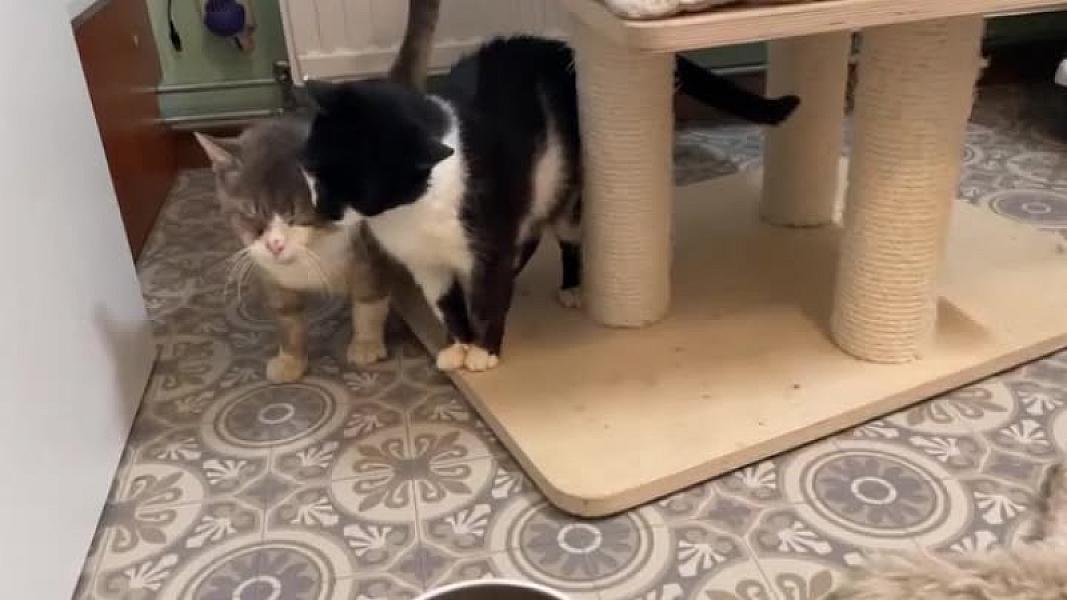 Kattenpraat
