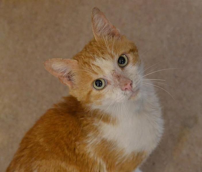 Kattenpraat