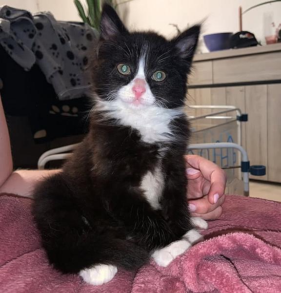 Kattenpraat