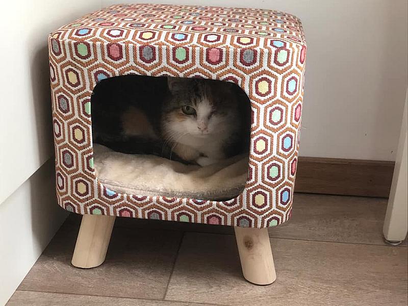 Kattenpraat
