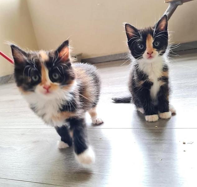 Kattenpraat