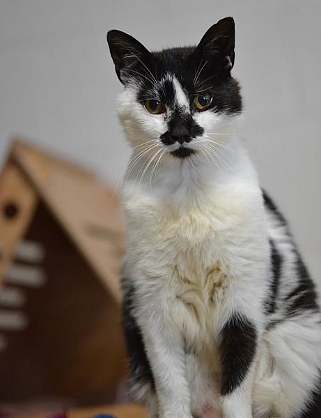 Kattenpraat
