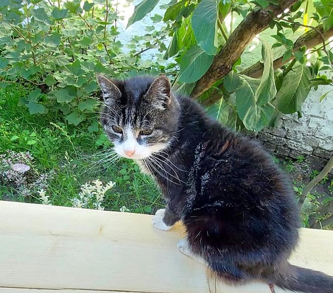 Kattenpraat