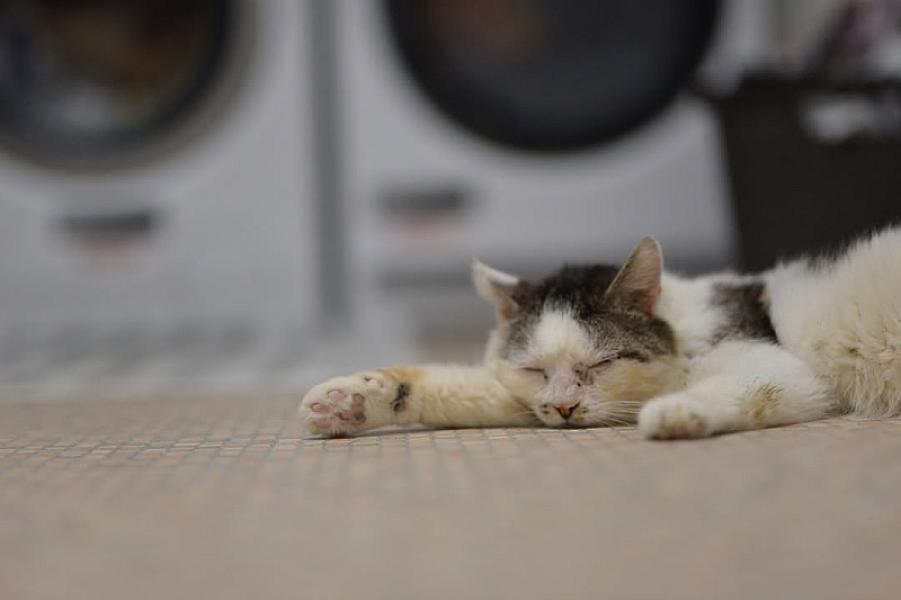Kattenpraat