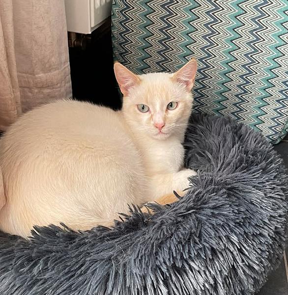 Kattenpraat