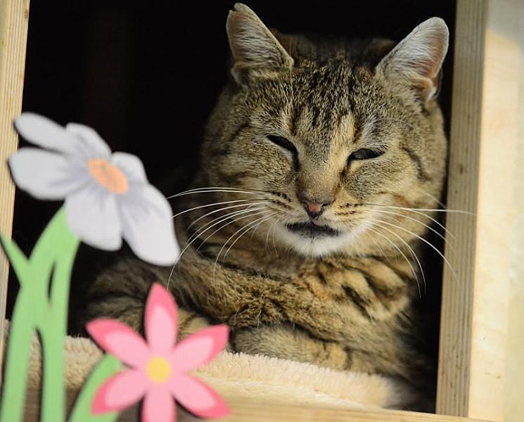 Kattenpraat
