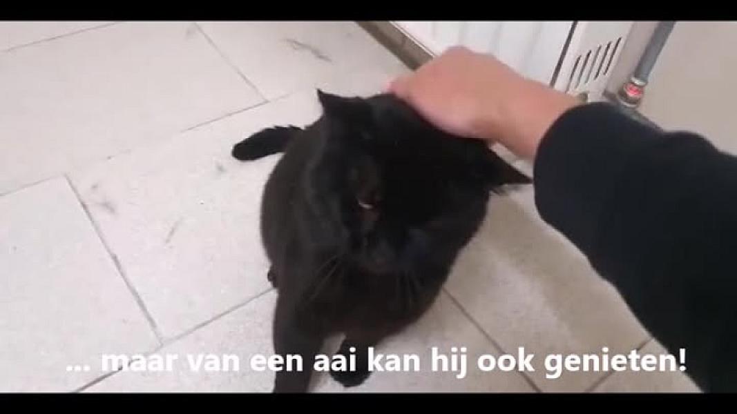 Kattenpraat