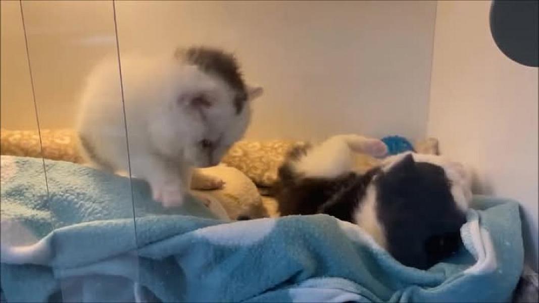 Kattenpraat