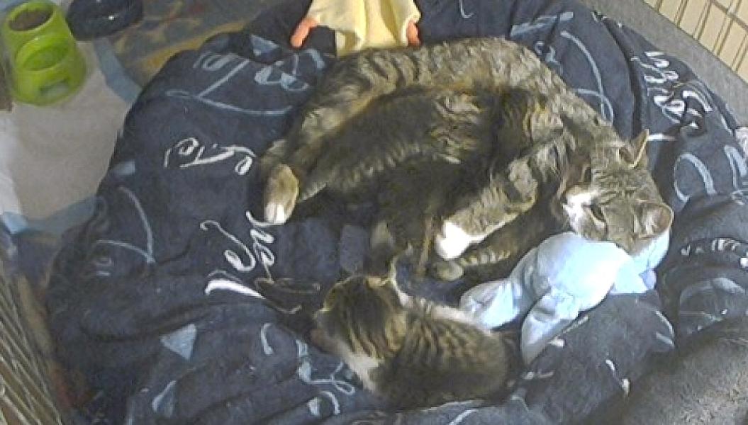 Kattenpraat