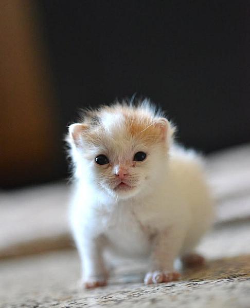 Kattenpraat