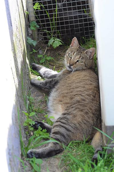 Kattenpraat