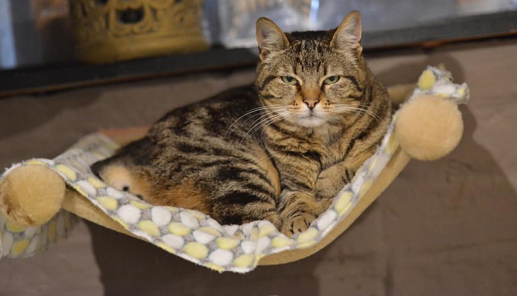 Kattenpraat