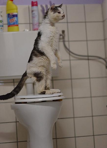 Kattenpraat