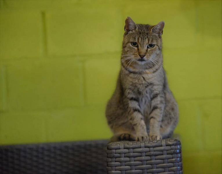Kattenpraat
