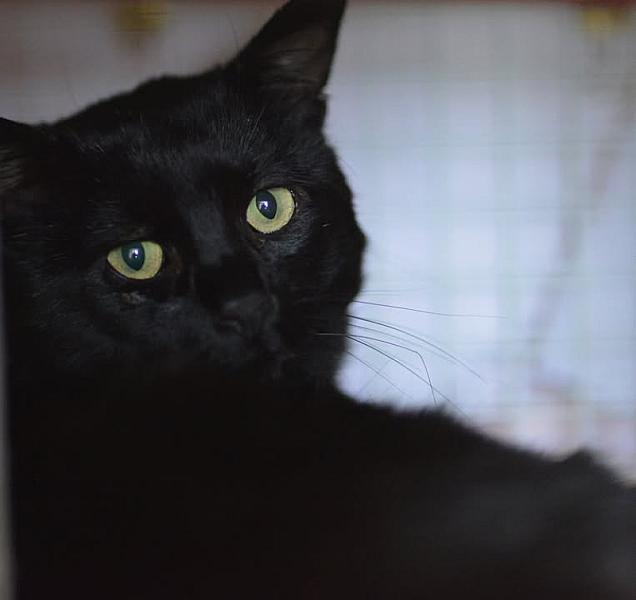 Kattenpraat